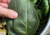 Semente de Espinafre de Viroflay (Spinacia oleracea) na internet