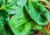 Semente de Espinafre de Viroflay (Spinacia oleracea) - Armazém da Roça | Sementes, plantas e presentes