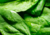 semente de espinafre, semente de espinafre de viroflay, semente de espinafre viroflay, comprar sementes de hortaliças, sementes para horta, comprar semente de espinafre, comprar semente de espinafre de viroflay