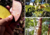 Comprar sementes de falso pau Brasil, semente de falso pau Brasil, sementes de falso pau Brasil em promoção, semente de falso pau brasil, sementes para presente, plantar semente de falso pau Brasil no jardim, plantar sementes de falso pau Brasil no vaso, 