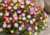 semente de ficóide, semente de tapete mágico, semente de flor de pedra, comprar flor de pedra, comprar semente de ficóide, comprar semente de tapete mágico, flor de pedra, semente de flor de pedra