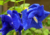 Semente de flor de fada dobrada, sementes de flor fada azul dobrada, comprar sementes de flor de fada, comprar sementes de clitoria azul dobrada, comprar semente de clitoria azul, comprar sementes de flor de fada azul