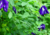 semente de flor de fada azul, semente de flor azul, semente de clitória azul, sementes de flor de fada azul, sementes de flor azul, sementes de clitória azul, semente de flor exótica, semente de flor diferente, sementes