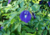 semente de flor de fada azul, semente de flor azul, semente de clitória azul, sementes de flor de fada azul, sementes de flor azul, sementes de clitória azul, semente de flor exótica, semente de flor diferente, sementes
