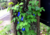 semente de flor de fada azul, semente de flor azul, semente de clitória azul, sementes de flor de fada azul, sementes de flor azul, sementes de clitória azul, semente de flor exótica, semente de flor diferente, sementes