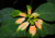 Semente de folha pintada, sementes de folha pintada, comprar sementes de folhagem colorida, onde comprar semente de folhagem, onde comprar semente de folha pintada, semente de euphorbia, semente de euforbia folha pintada, semente de fogo em montanha
