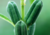 semente de gergelim branco, sementes de gergelim branco, comprar sementes de gergelim branco, onde comprar semente de gergelim branco, onde comprar semente de gergelim, comprar sementes de gergelim colorido
