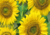 Semente de Girassol de Jardim Anão (Helianthus annuus)