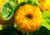 comprar sementes de girassol sungold anão, sementes de girassol sungold, sementes de girassol pompom, comprar bulbos e sementes de flores, comprar sementes de girassol, sementes de girassol diferente