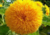comprar sementes de girassol sungold anão, sementes de girassol sungold, sementes de girassol pompom, comprar bulbos e sementes de flores, comprar sementes de girassol, sementes de girassol diferente