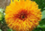 comprar sementes de girassol sungold anão, sementes de girassol sungold, sementes de girassol pompom, comprar bulbos e sementes de flores, comprar sementes de girassol, sementes de girassol diferente