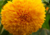 comprar sementes de girassol sungold anão, sementes de girassol sungold, sementes de girassol pompom, comprar bulbos e sementes de flores, comprar sementes de girassol, sementes de girassol diferente