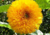 comprar sementes de girassol sungold anão, sementes de girassol sungold, sementes de girassol pompom, comprar bulbos e sementes de flores, comprar sementes de girassol, sementes de girassol diferente