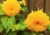 comprar sementes de girassol sungold anão, sementes de girassol sungold, sementes de girassol pompom, comprar bulbos e sementes de flores, comprar sementes de girassol, sementes de girassol diferente