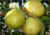 semente de goiaba gigante amarela, sementes de goiaba tailandesa amarela, sementes de goiaba amarela rara, comprar sementes de goiaba tailandesa amarela, comprar semente de goiaba amarela rara, sementes de goiaba amarela diferente