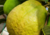 semente de goiaba gigante amarela, sementes de goiaba tailandesa amarela, sementes de goiaba amarela rara, comprar sementes de goiaba tailandesa amarela, comprar semente de goiaba amarela rara, sementes de goiaba amarela diferente