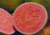sementes de goiaba tailandesa, semente de goiaba tailandesa gigante, sementes de goiaba gigante, semente de goiaba tailandesa gigante, onde comprar sementes de goiaba tailandesa gigante, comprar sementes de goiaba gigante
