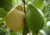 Comprar sementes de frutas, semente de goiaba diferente, sementes em promoção, sementes para presente, plantar sementes de goiaba vermelha no jardim, plantar sementes de goiaba no vaso, comprar sementes de goiaba vermelha no Armazém da Roça