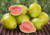 Comprar sementes de frutas, semente de goiaba diferente, sementes em promoção, sementes para presente, plantar sementes de goiaba vermelha no jardim, plantar sementes de goiaba no vaso, comprar sementes de goiaba vermelha no Armazém da Roça