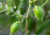 semente de grão de bico, sementes de grão de bico, comprar semente de grão de bico, comprar sementes de grão de bico, sementes de grãos, semente de grão de bico para plantar, sementes de grão de bico para plantar