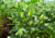semente de grão de bico, sementes de grão de bico, comprar semente de grão de bico, comprar sementes de grão de bico, sementes de grãos, semente de grão de bico para plantar, sementes de grão de bico para plantar