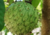 semente de graviola silvestre, comprar sementes de graviola silvestre, sementes de annona montana, comprar sementes de annona montana, onde comprar semente de annona montana, onde comprar semente de graviola silvestre, sementes de graviola