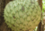 semente de graviola silvestre, comprar sementes de graviola silvestre, sementes de annona montana, comprar sementes de annona montana, onde comprar semente de annona montana, onde comprar semente de graviola silvestre, sementes de graviola