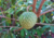 semente de graviola silvestre, comprar sementes de graviola silvestre, sementes de annona montana, comprar sementes de annona montana, onde comprar semente de annona montana, onde comprar semente de graviola silvestre, sementes de graviola