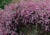 Comprar sementes de flor, semente de flores exóticas, sementes em promoção, semente de flor mosquitinho, sementes para presente, plantar sementes de flor mosquitinho no jardim, plantar sementes no vaso, comprar sementes de gypsophila no Armazém da Roça