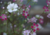 Comprar sementes de flor, semente de flores exóticas, sementes em promoção, semente de flor mosquitinho, sementes para presente, plantar sementes de flor mosquitinho no jardim, plantar sementes no vaso, comprar sementes de gypsophila no Armazém da Roça