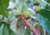 Sementes de mão-de-gato, sementes de helicostylis tomentosa, comprar sementes de amora do mato, sementes de helicostylis, sementes de frutas raras, comprar sementes de helicostylis tomentosa, comprar sementes de helicostylis
