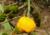 Sementes de mão-de-gato, sementes de helicostylis tomentosa, comprar sementes de amora do mato, sementes de helicostylis, sementes de frutas raras, comprar sementes de helicostylis tomentosa, comprar sementes de helicostylis