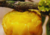 Sementes de mão-de-gato, sementes de helicostylis tomentosa, comprar sementes de amora do mato, sementes de helicostylis, sementes de frutas raras, comprar sementes de helicostylis tomentosa, comprar sementes de helicostylis