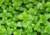 Semente de hortelã, comprar sementes de hortelã, onde comprar sementes de hortelã, sementes de hortelã, sementes de ervas, semente de hortelã para plantar, sementes de hortelã, sementes de menta