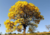 semente de ipê amarelo, sementes de ipê amarelo, comprar sementes de ipê amarelo, onde comprar sementes de ipê amarelo, sementes de colorido, sementes de ipê várias cores, ipê amarelo, sementes de árvores floríferas