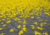 semente de ipê amarelo, sementes de ipê amarelo, comprar sementes de ipê amarelo, onde comprar sementes de ipê amarelo, sementes de colorido, sementes de ipê várias cores, ipê amarelo, sementes de árvores floríferas