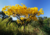 semente de ipê amarelo, sementes de ipê amarelo, comprar sementes de ipê amarelo, onde comprar sementes de ipê amarelo, sementes de colorido, sementes de ipê várias cores, ipê amarelo, sementes de árvores floríferas