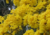 semente de ipê amarelo, sementes de ipê amarelo, comprar sementes de ipê amarelo, onde comprar sementes de ipê amarelo, sementes de colorido, sementes de ipê várias cores, ipê amarelo, sementes de árvores floríferas