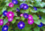 semente de ipomea purpúrea, comprar sementes de ipomea, sementes de ipomea, sementes de ipomea colorida, comprar sementes de ipomea purpúrea, comprar sementes de trepadeira colorida, comprar semente de trepadeira