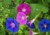 semente de ipomea purpúrea, comprar sementes de ipomea, sementes de ipomea, sementes de ipomea colorida, comprar sementes de ipomea purpúrea, comprar sementes de trepadeira colorida, comprar semente de trepadeira