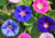 semente de ipomea purpúrea, comprar sementes de ipomea, sementes de ipomea, sementes de ipomea colorida, comprar sementes de ipomea purpúrea, comprar sementes de trepadeira colorida, comprar semente de trepadeira