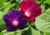 semente de ipomea purpúrea, comprar sementes de ipomea, sementes de ipomea, sementes de ipomea colorida, comprar sementes de ipomea purpúrea, comprar sementes de trepadeira colorida, comprar semente de trepadeira