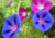 semente de ipomea purpúrea, comprar sementes de ipomea, sementes de ipomea, sementes de ipomea colorida, comprar sementes de ipomea purpúrea, comprar sementes de trepadeira colorida, comprar semente de trepadeira