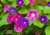 semente de ipomea purpúrea, comprar sementes de ipomea, sementes de ipomea, sementes de ipomea colorida, comprar sementes de ipomea purpúrea, comprar sementes de trepadeira colorida, comprar semente de trepadeira