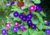 semente de ipomea purpúrea, comprar sementes de ipomea, sementes de ipomea, sementes de ipomea colorida, comprar sementes de ipomea purpúrea, comprar sementes de trepadeira colorida, comprar semente de trepadeira