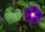 semente de ipomea purpúrea, comprar sementes de ipomea, sementes de ipomea, sementes de ipomea colorida, comprar sementes de ipomea purpúrea, comprar sementes de trepadeira colorida, comprar semente de trepadeira