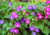 semente de ipomea purpúrea, comprar sementes de ipomea, sementes de ipomea, sementes de ipomea colorida, comprar sementes de ipomea purpúrea, comprar sementes de trepadeira colorida, comprar semente de trepadeira