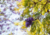 semente de jacarandá mimoso, sementes de jacarandá mimoso roxo, sementes de jacarandá mimoso, semente de jacarandá, semente de jacarandá roxo, semente de árvore de flor roxa, semente de árvore florífera