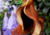 semente de jacarandá mimoso, sementes de jacarandá mimoso roxo, sementes de jacarandá mimoso, semente de jacarandá, semente de jacarandá roxo, semente de árvore de flor roxa, semente de árvore florífera