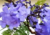 semente de jacarandá mimoso, sementes de jacarandá mimoso roxo, sementes de jacarandá mimoso, semente de jacarandá, semente de jacarandá roxo, semente de árvore de flor roxa, semente de árvore florífera